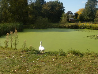 Goose near pond