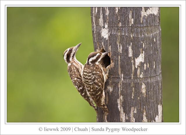 Sunda Pygmy Woodpecker ...