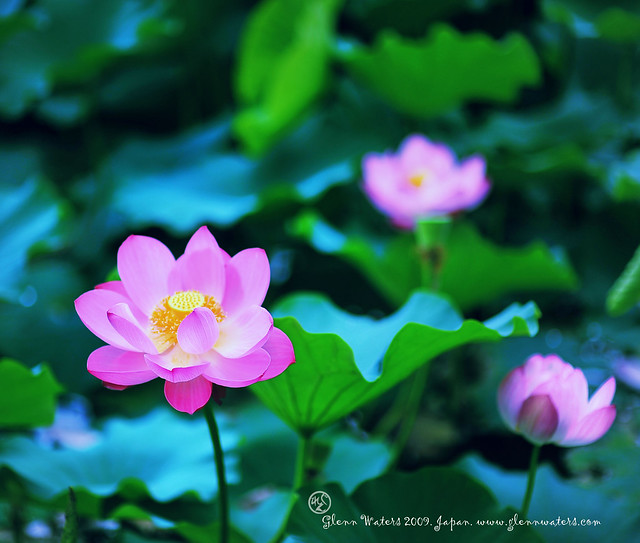 Lotus. Buddha's Flower. © Glenn E Waters. Japan. Over  7,000 visits to this photo.  Thank you.