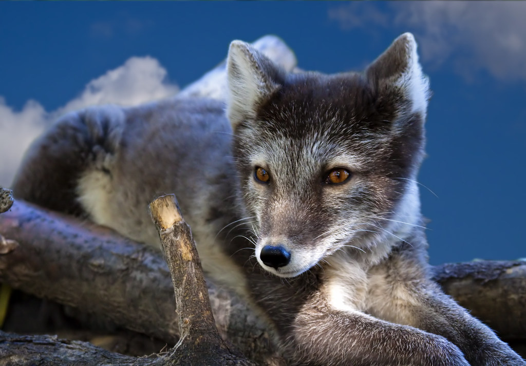 Arctic fox - Renard de l'artique