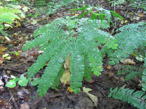 Circle of Ferns by m.gifford, ontario fall october weekend
