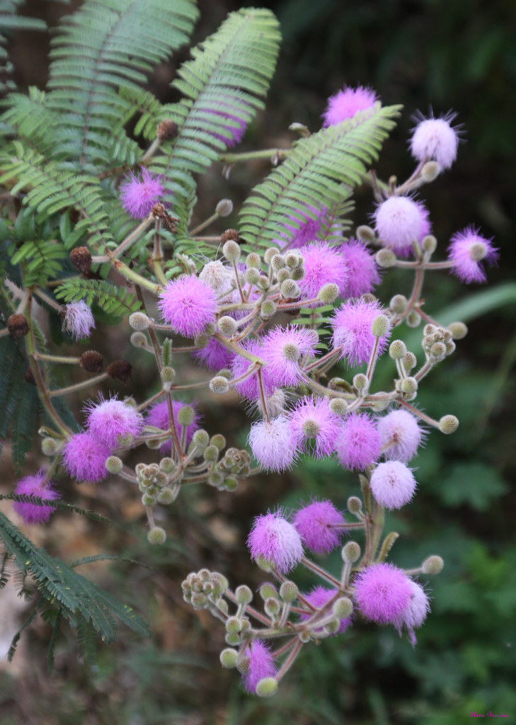 Série com flores do Cerrado - Angiquinho (Mimosa decortica… | Flickr