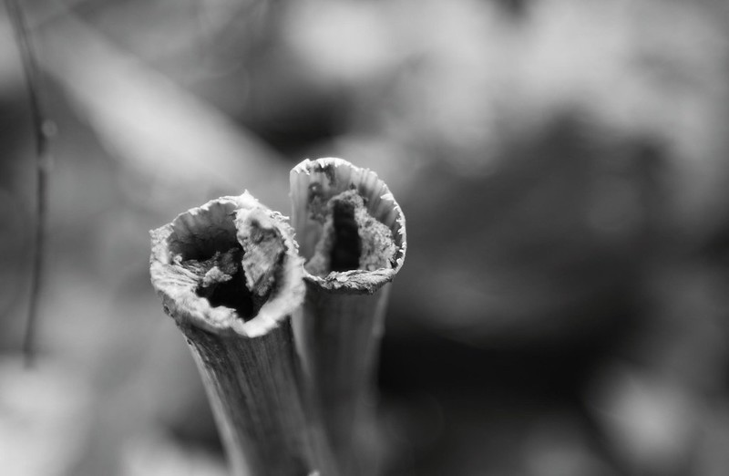 Smashed Up Reed Random Nature | Flickr