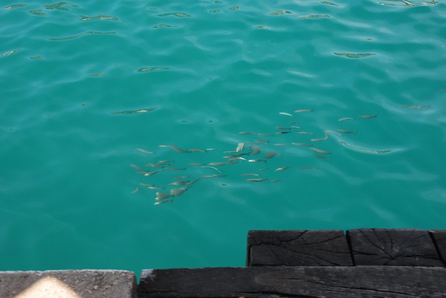 Fish in Kuşadasi port