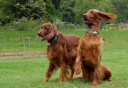 Sable & Colby 9-26-09 | by nawtydawg