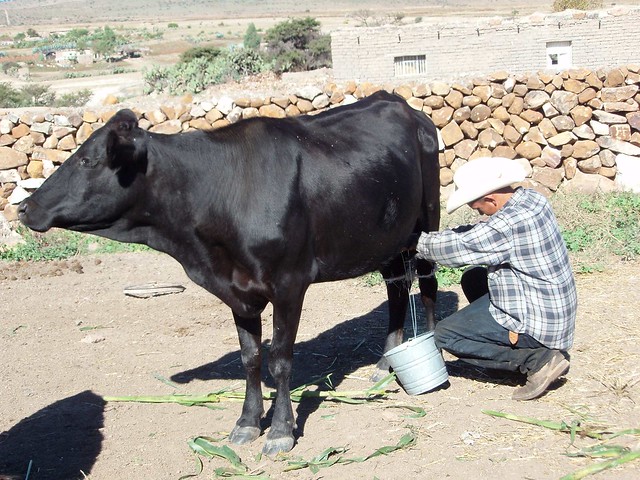Milking the cow - ordeñando la vaca; Ameca, Zacatecas, Mexico