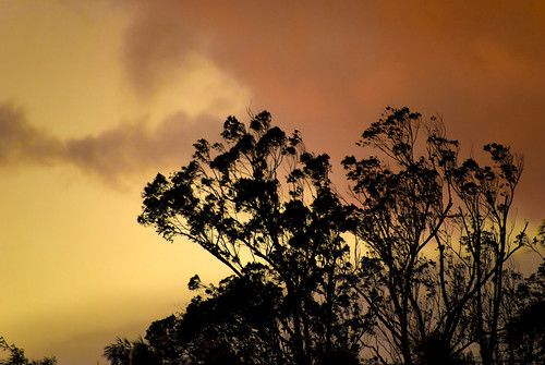 trees sunset sky arboles cielo nubes cluds