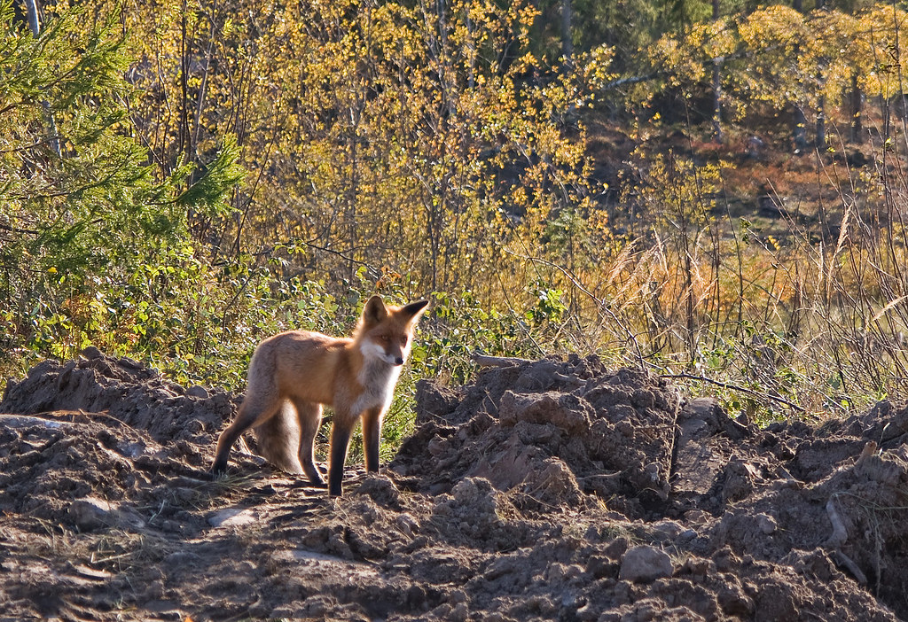 Autumn fox by s.autio