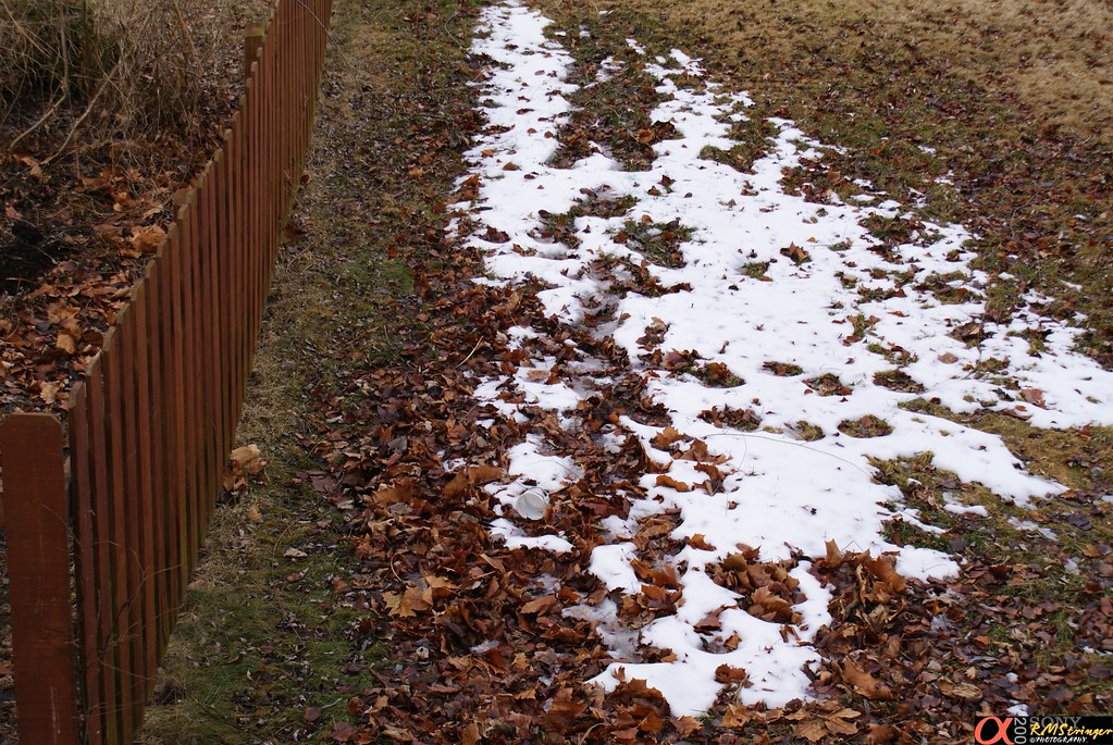 All But Gone... | This is what remains from the 6 inch snow … | Flickr