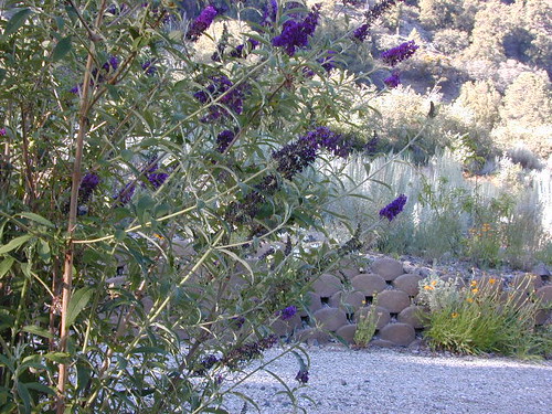 Butterfly Bush Purple