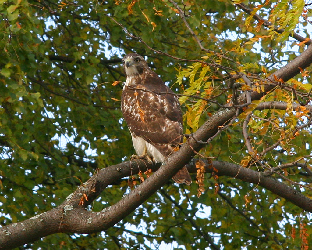 Falcon