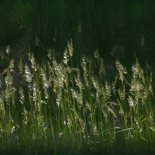 grasses in the light by Christine81566