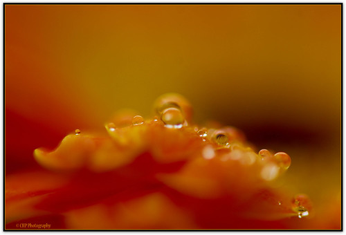 ~~ Drops-a-licious ~~ by *♥* Mimi 2 Girls *♥*