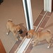 "mirror, mirror on the wall...!" Tawny, 3 months old, Regina Sk
