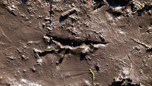 Soft mud with bird footprint