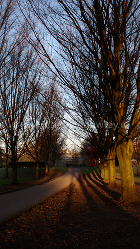 park ireland shadow tree sunrise peoplespark 169 limerick