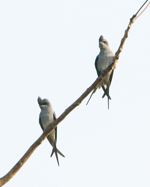 Crested Treeswifts