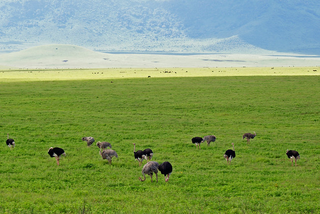 Ostriches, Ngorongoro Crater, Tanzania
