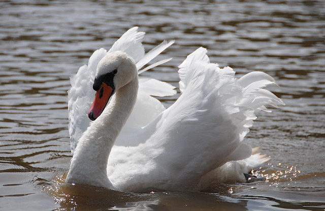 Mute Swan (Cygnus olor) Displaying on the River Dee at Chester