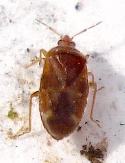 Microphysidae Microphysidae: Myrmedobia cf distinguenda ?? | Scots Pine - … | Flickr