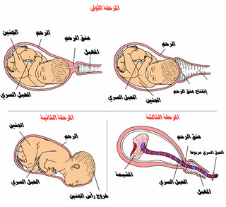مراحل الولادة الطبيعية بدراسة