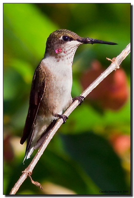 Ruby-throated Hummingbird in the Wild