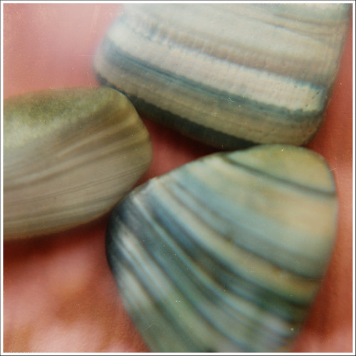 shells | by jclutter