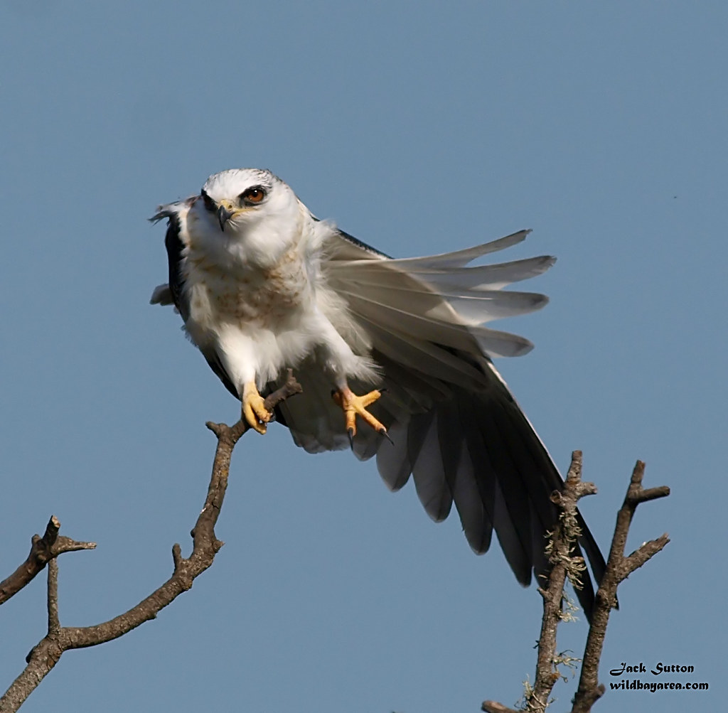 White-tailed Kite by jsutton8