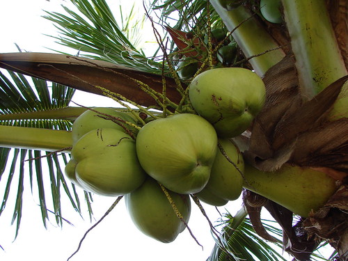 Quer água de coco fresquinha? | by delport