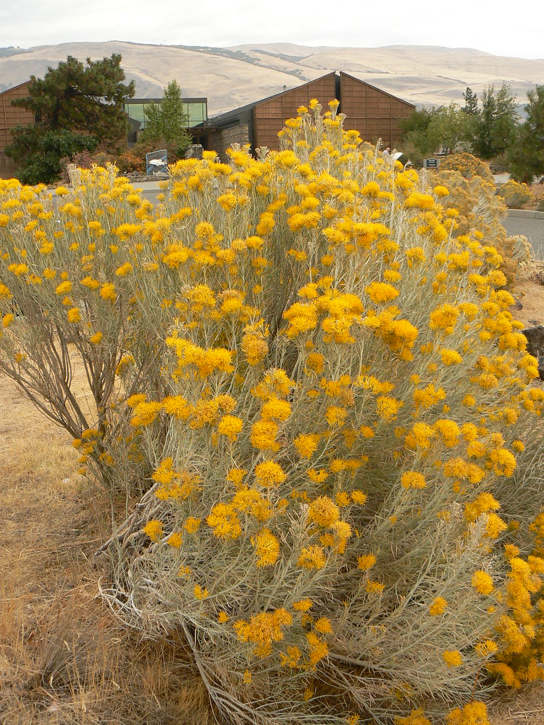 Image result for sagebrush blooming