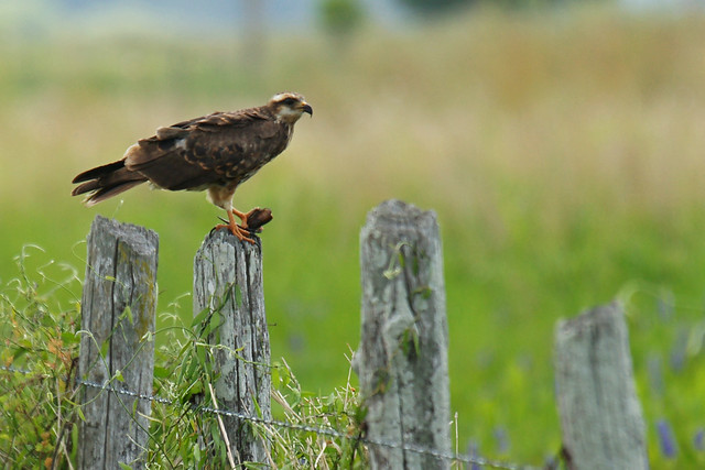 Snail Kite with a Crawfish