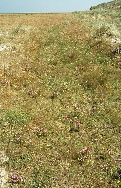 Mosaic vegetation with Centaurio-Saginetum (pioneers) & Trifolio-Agrostietum (grassland)