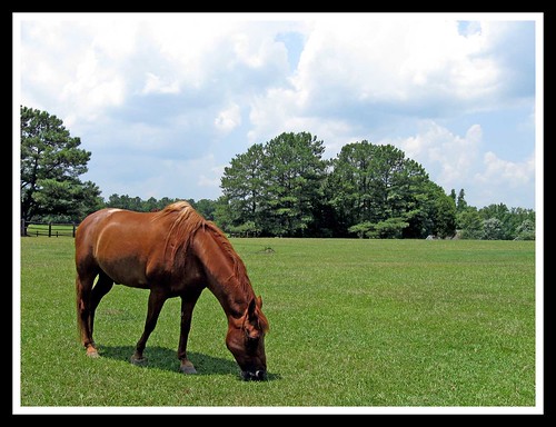 trees horses horse brown grass canon fence powershot pasture pastures equestrian animalplanet a590is