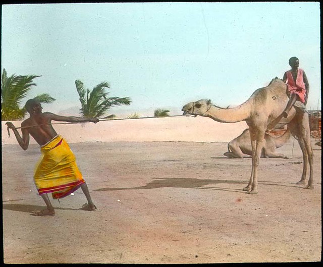 Camel breaking