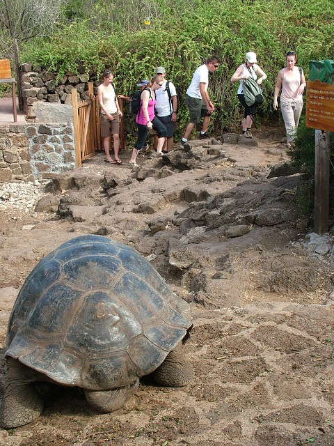Giant Tortoises Galapagos Islands 3
