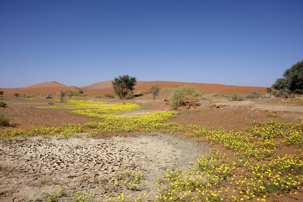 Blühende Wüste