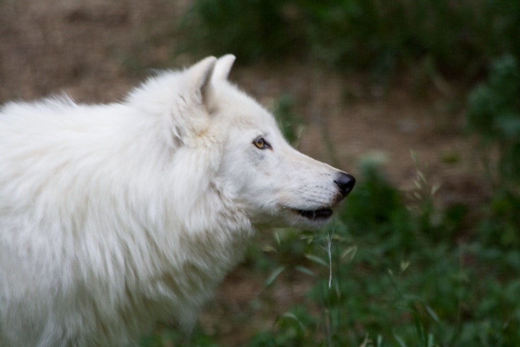 white wolf 1 | Alpha male at the International Wolf Center i… | Flickr