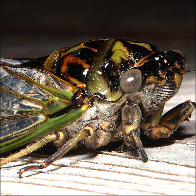 Cicada 17 year cycle