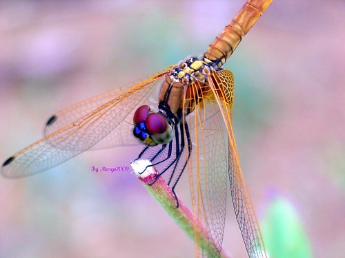 Dragonfly by Marge2009