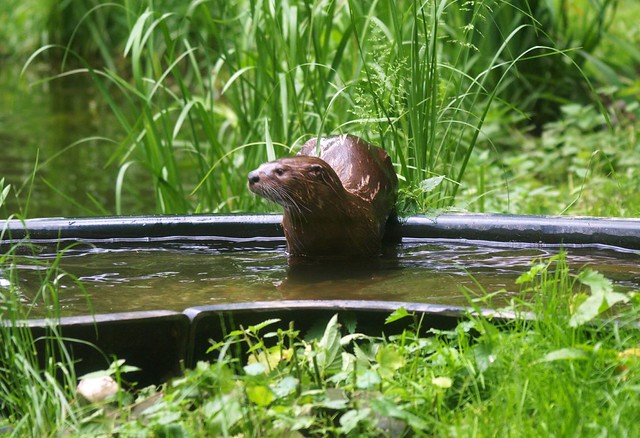 Otter in the Wildlifepark Gangelt, 01