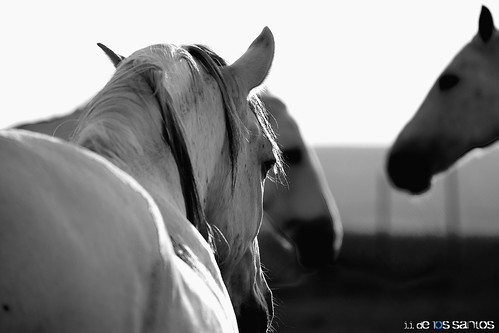 Una mañana entre caballos by Brujo*
