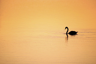 Sunrise - Swan