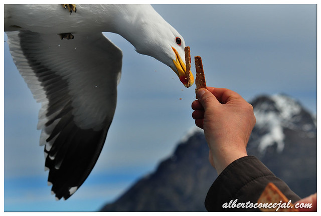 Gotcha!. Seagulls at Nahuel Huapi Lake. Bariloche, Argentina.