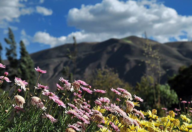 Flowers Along the Inca Trail