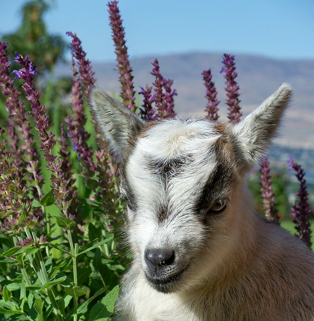 Pygmy Goat Doeling