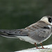 Flickr photo 'BLACK TERN  (Chlidonias niger)' by: Maggie.Smith.