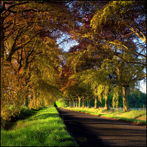 Copper Beech Avenue by angus clyne