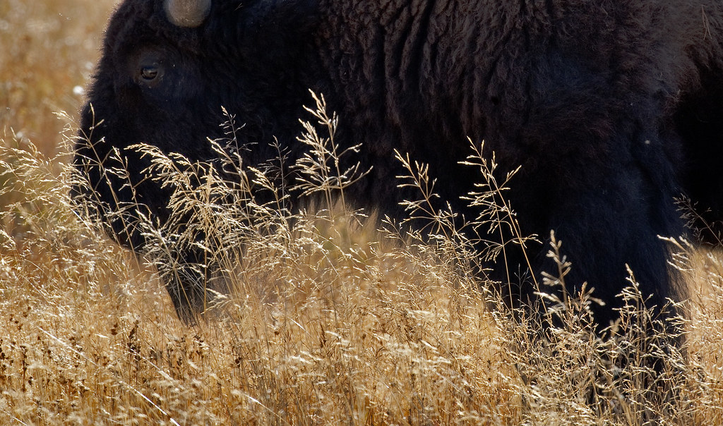 American Bison (Bison bison) by ER Post