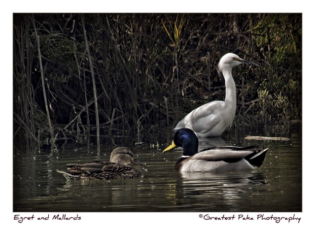 Egret and Mallards at Baylands Preserve