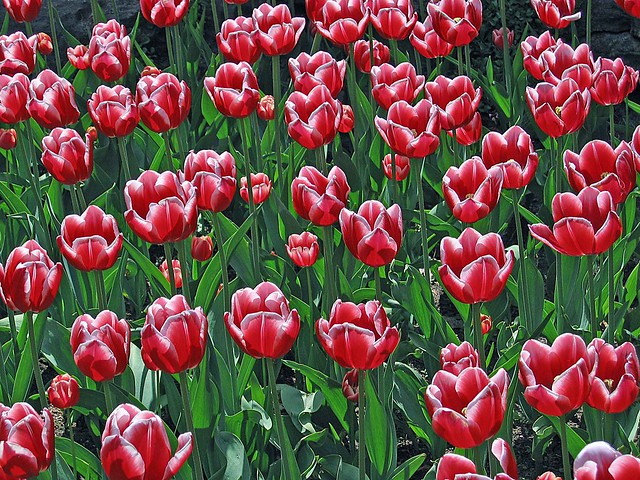 red&white tulips RBG